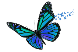Magical Butterfly