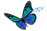 Magical Butterfly